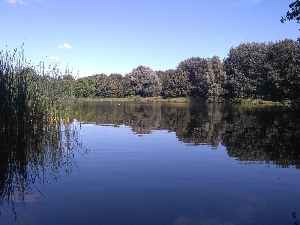 Spiegelende plas met rietkraag en bomen in het Schollebos in Capelle aan den IJssel op een zomerse dag